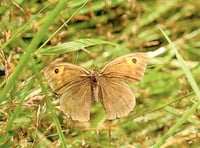 Moths and butterflies at Colby Woodland Garden