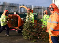 Christmas tree collection for Pembrokeshire under the spotlight