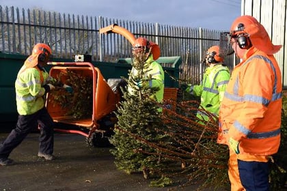 Christmas tree collection for Pembrokeshire under the spotlight