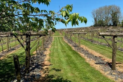 After a dormant winter, grapes start to swell for vineyard near Whitland