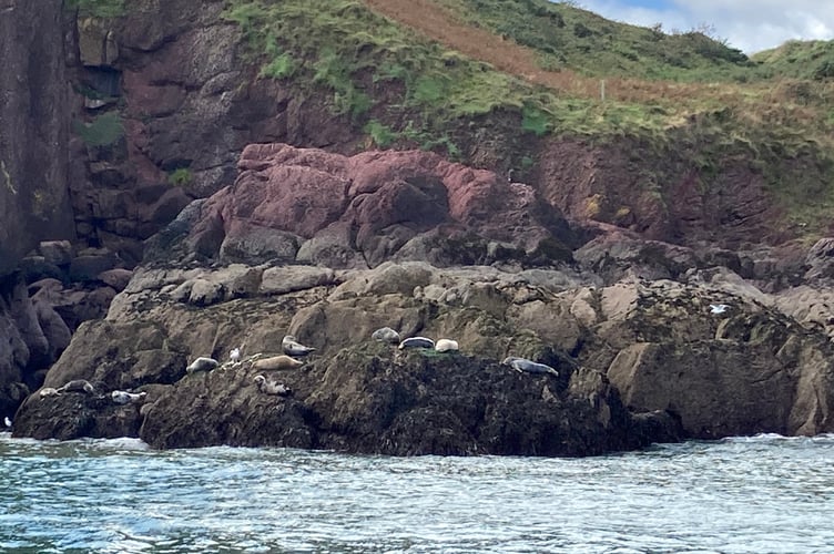 seals Caldey Island