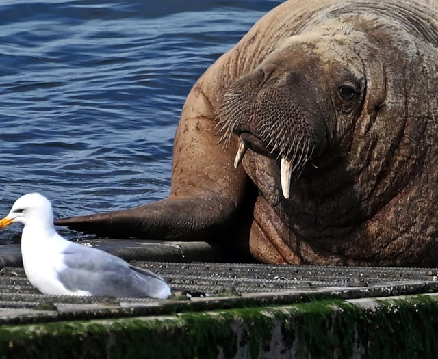 Celebrating Pembrokeshire’s Marine and Coastal Life