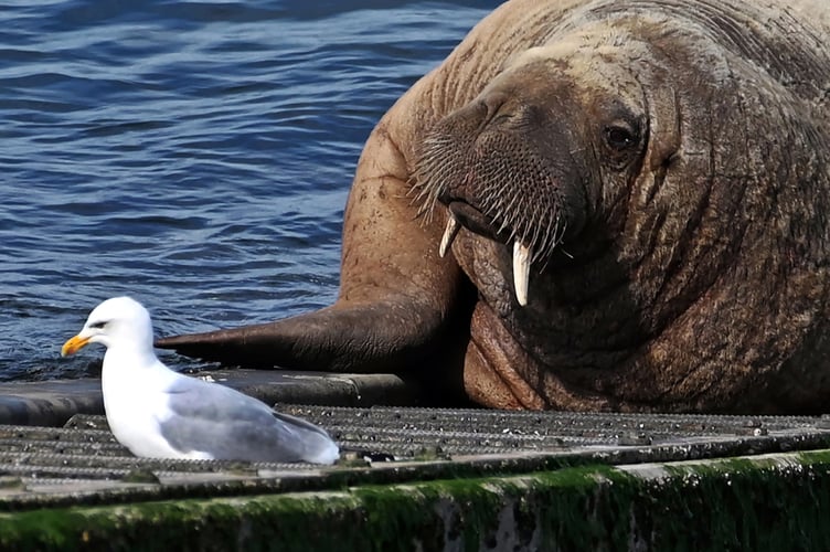 Wally the walrus