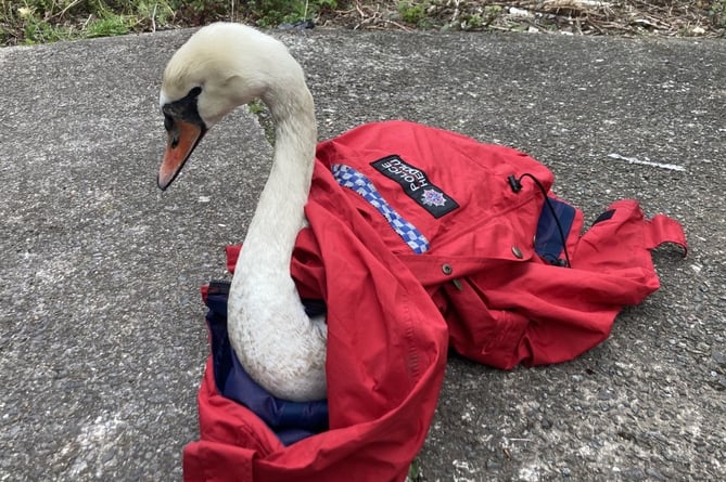 Swan rescue