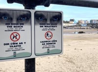 Suggestion to alter ‘dog beach ban’ times for Tenby touted