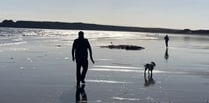 Dog beach restrictions ‘not good for tourism’ of Tenby