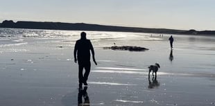 Dog beach restrictions ‘not good for tourism’ of Tenby