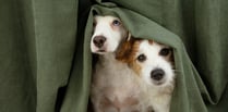 Advice for owners to help dogs cope with New Year’s Eve Fireworks  