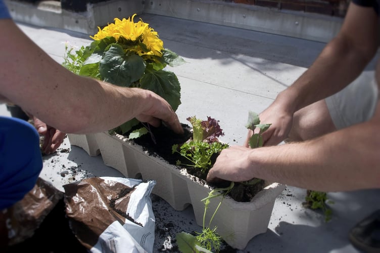 Community garden