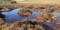 Retail sale of peat in horticulture in Wales to end