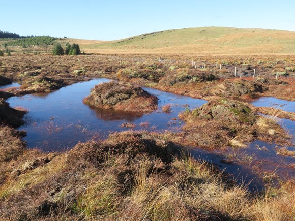 Peat land