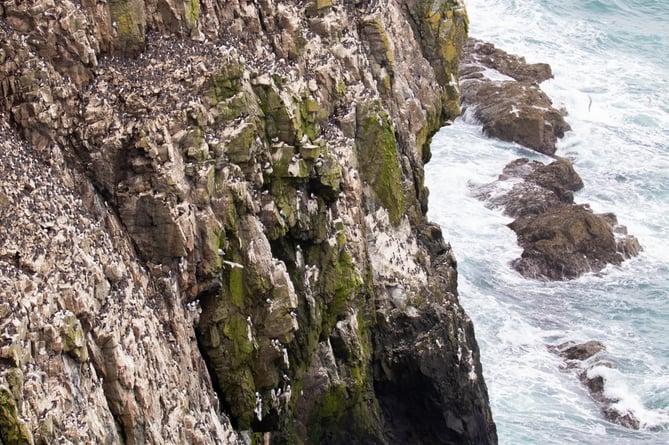 Skomer cliifs, Pembrokeshire