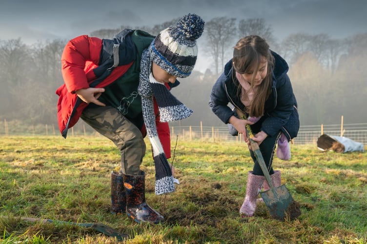 Tree planting