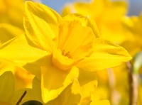 Choirs combine to celebrate  St Davids Day