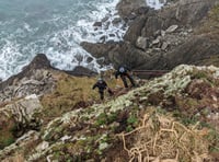 Ewe watch out! RSPCA rescues two sheep stranded on Pembrokeshire cliff