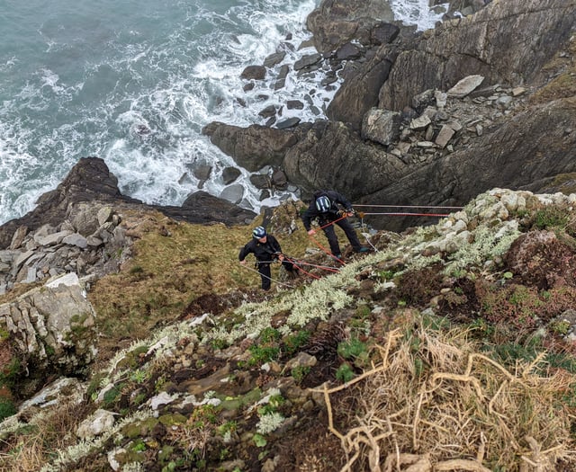 Ewe watch out! RSPCA rescues two sheep stranded on Pembrokeshire cliff