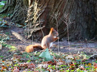 Caldey’s Red Squirrels receive nutritional boost from businesses