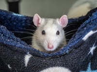 Rodents need recognition on World Rat Day - say RSPCA