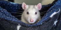 Rodents need recognition on World Rat Day - say RSPCA