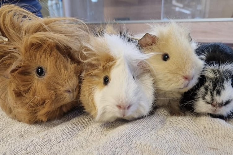 Guinea pigs