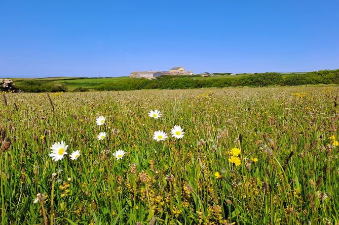 Southwood Estate wildflower meadows