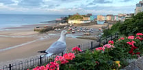 Be wary of gulls launching attacks on people during breeding season