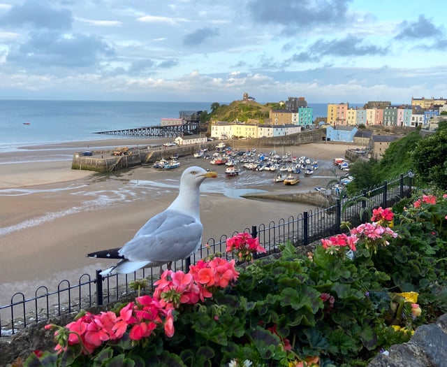 Be wary of gulls launching attacks on people during breeding season