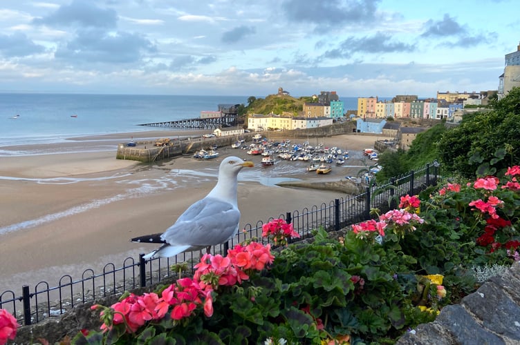 Tenby gull