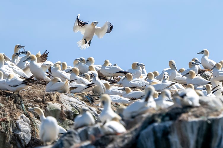 Gannets on Grassholm