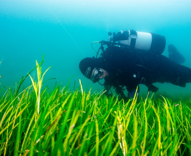 Seagrass Summer Series in Pembrokeshire