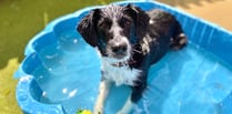 Animal lovers urged to protect pets during soaring temperatures