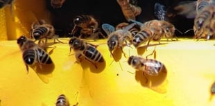 Manorbier gardeners learn about Pembrokeshire’s bees, plan May meeting