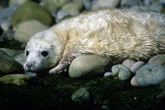 Seal pup