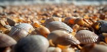 Cockle picking concerns at Saundersfoot beach resurface