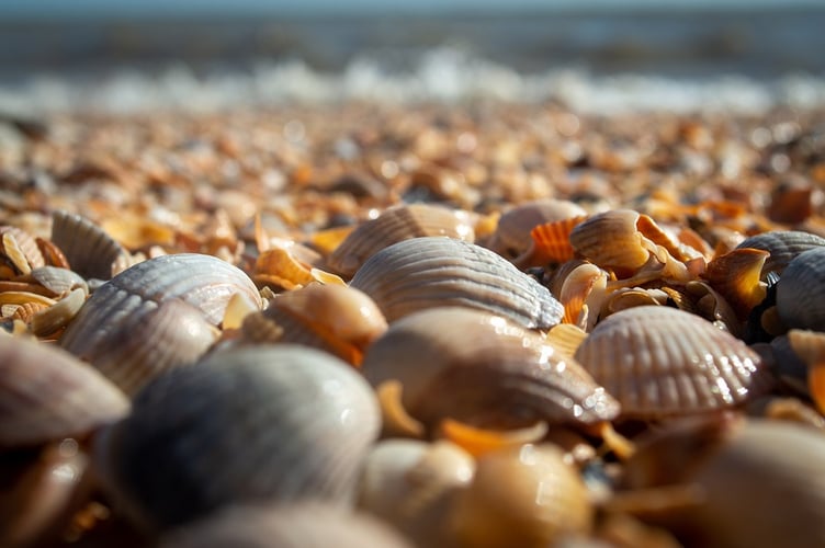 cockles