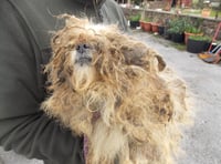 Couple sentenced after 48 dogs & one cat found neglected by RSPCA