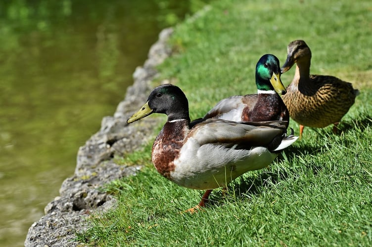 wild ducks