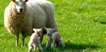 Plea to country walkers during lambing season