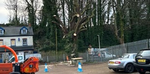 Conker tree cutting called a 'sad loss' by Tenby Civic Society