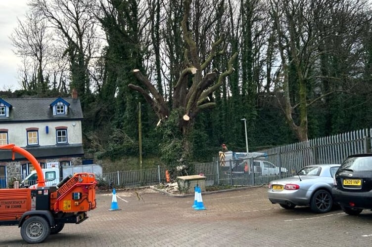 Tree cutting Tenby hospital