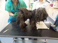 RSPCA save 30 poodles found in a poor environment in Pembrokeshire