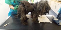 RSPCA save 30 poodles found in a poor environment in Pembrokeshire