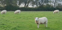 Needle felting demonstration at St Issell’s WI