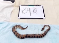 27 snakes and four chickens found abandoned in Pembrokeshire