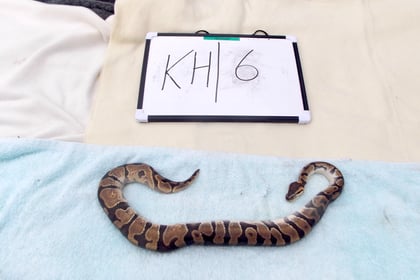 27 snakes and four chickens found abandoned in Pembrokeshire