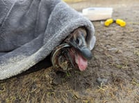 Carelessly discarded litter affecting Wales' wildlife