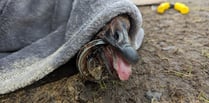 Carelessly discarded litter affecting Wales' wildlife