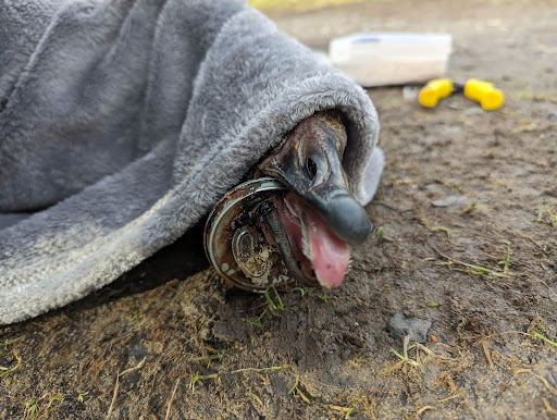 Carelessly discarded litter affecting Wales' wildlife