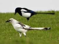 Nature enthusiast captures one in a million photo of rare white magpie