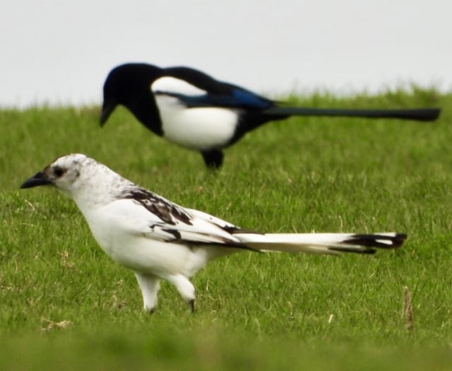 Nature enthusiast captures one in a million photo of rare white magpie